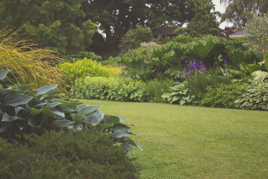 A well-maintained garden featuring a neatly mowed green lawn bordered by lush, diverse planting beds. In the foreground, broad-leaved hostas with shiny, deep green foliage grow alongside low-lying eve