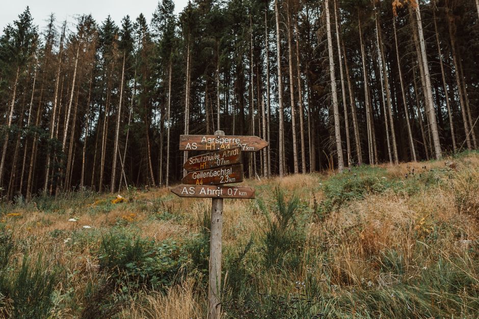 A wooden directional signpost stands amid a natural landscape of tall, slender pine trees and low-lying grassland with patches of wildflowers. The sign has multiple arms pointing in different directio
